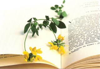 Je suis une plume pour votre voix